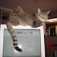 Image for article titled Caturday Night Special: Reader Kitties Are Surly & Sweet